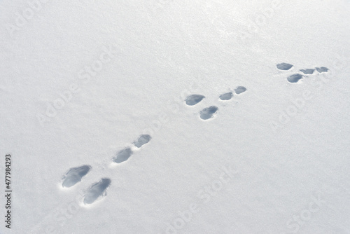Wallpaper Mural Hare footprints in the snow Torontodigital.ca