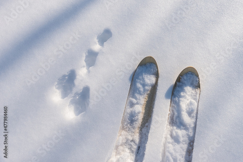 Wallpaper Mural Hunting skis and rabbit tracks in the snow Torontodigital.ca