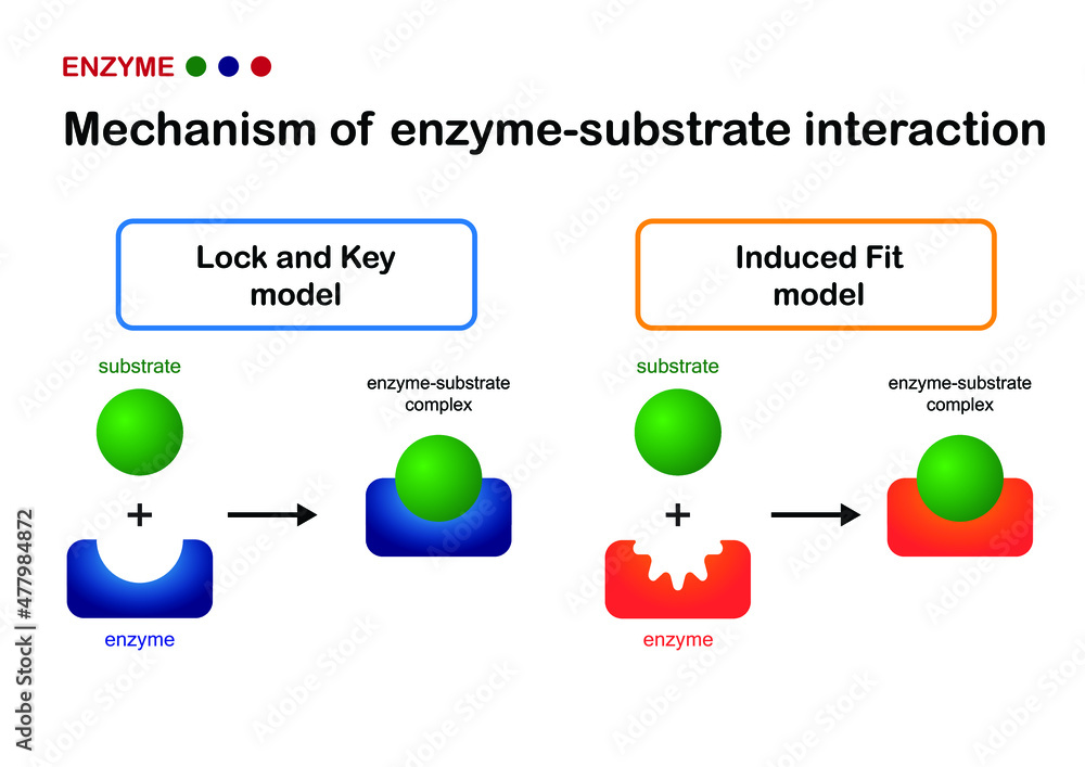 a researcher proposes a model to explain how enzyme substrate