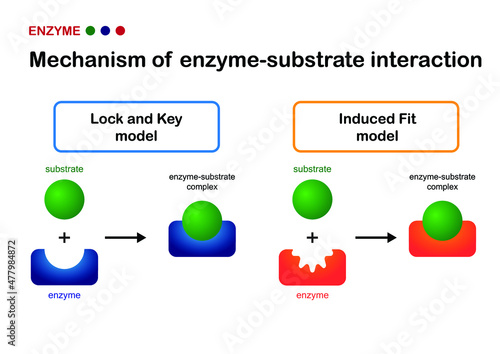 Biological diagram show mechanism of enzyme substrate interaction by 