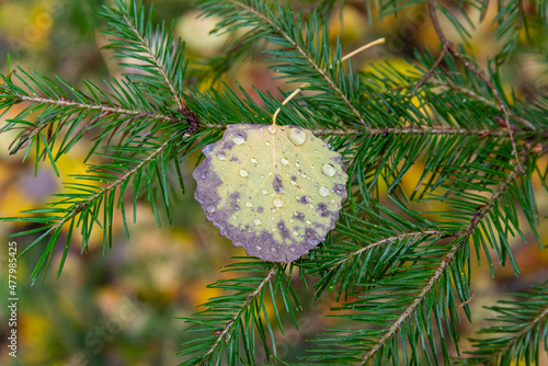 Wallpaper Mural Aspen leaf with dew drops on a spruce branch Torontodigital.ca
