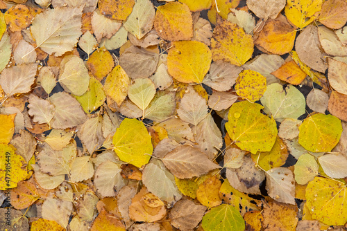 Wallpaper Mural Background of fallen autumn yellow leaves Torontodigital.ca