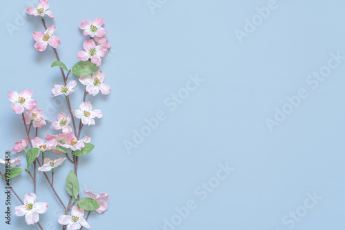 Spring cherry blossom branches on blue background. Sakura.Copy space for your text. Springtime and nature concept.