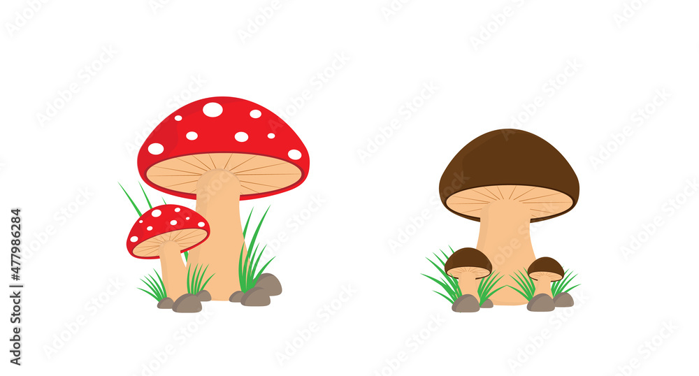 Edible and poisonous mushrooms, amanita and white mushroom, cartoon vector illustration