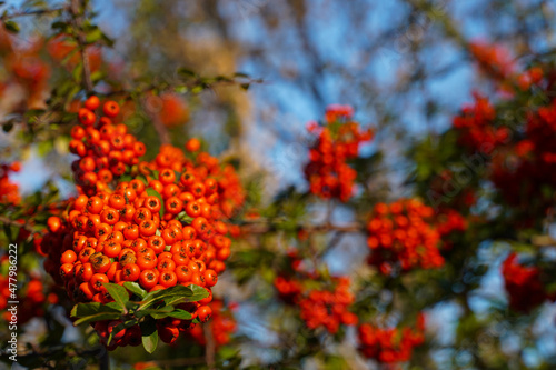 Red rowan berries on green branches against a blue sky. Autumn background. August. Autumn is approaching. Ripening of rowan berries. Useful medicinal berries