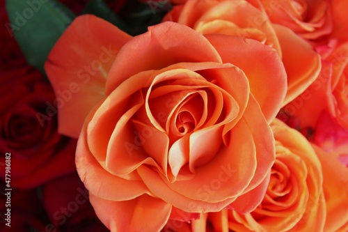 Orange rose closeup  