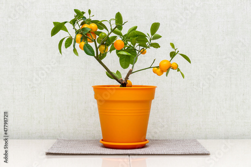Citrus plant Calamondin, Citrofortunella microcarpa, madurensis with light green young leaves and ripe small orange fruits in the plastic pot. Close-up with selective focus. Indoor citrus tree growing