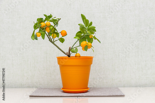 Citrus plant Calamondin, Citrofortunella microcarpa, madurensis with light green young leaves and ripe small orange fruits in the plastic pot. Close-up with selective focus. Indoor citrus tree growing