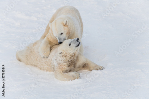 White bears playing together on snow at arctic region photo