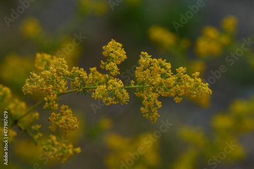 Echtes Labkraut (Galium verum) photo