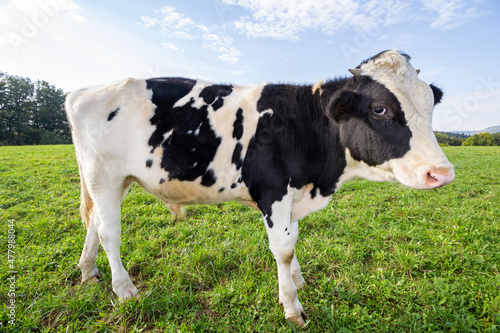 Dairy cow standing on the green pasture