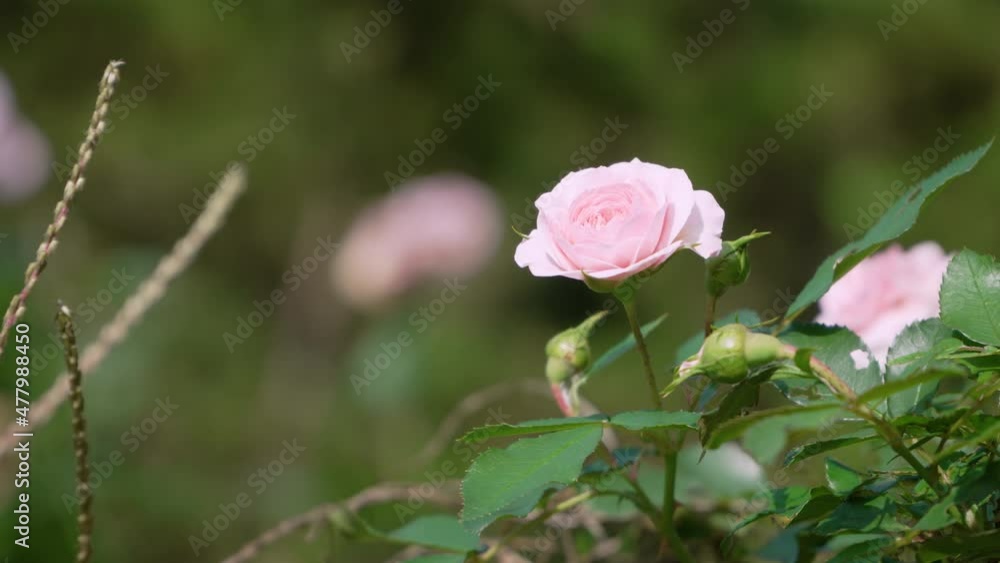 Pink Rose in the forest Pink Rose in the forest