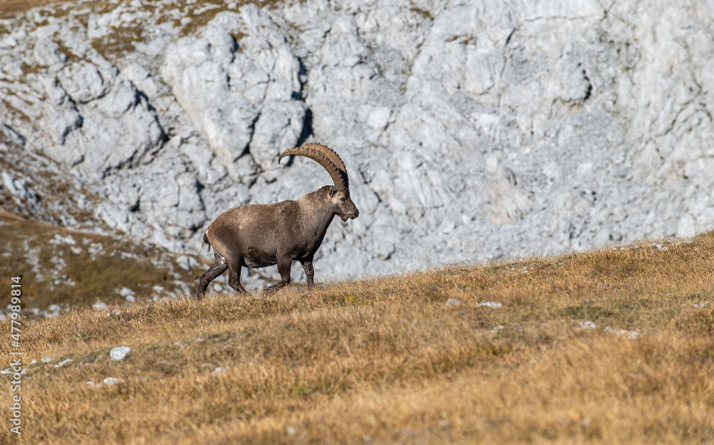 Alpine Ibex (Capra ibex) on mountain range sunny weather. Ibexes or Ibices standing feeding on ground. Autumn vibes in mountain range Hochschwab, Styria, Austrian Alps, Austria, Europe. Alpine Ibex (Capra ibex) on mountain range sunny weather. Ibexes or Ibices standing feeding on ground. Autumn vibes in mountain range Hochschwab, Styria, Austrian Alps, Austria, Europe.