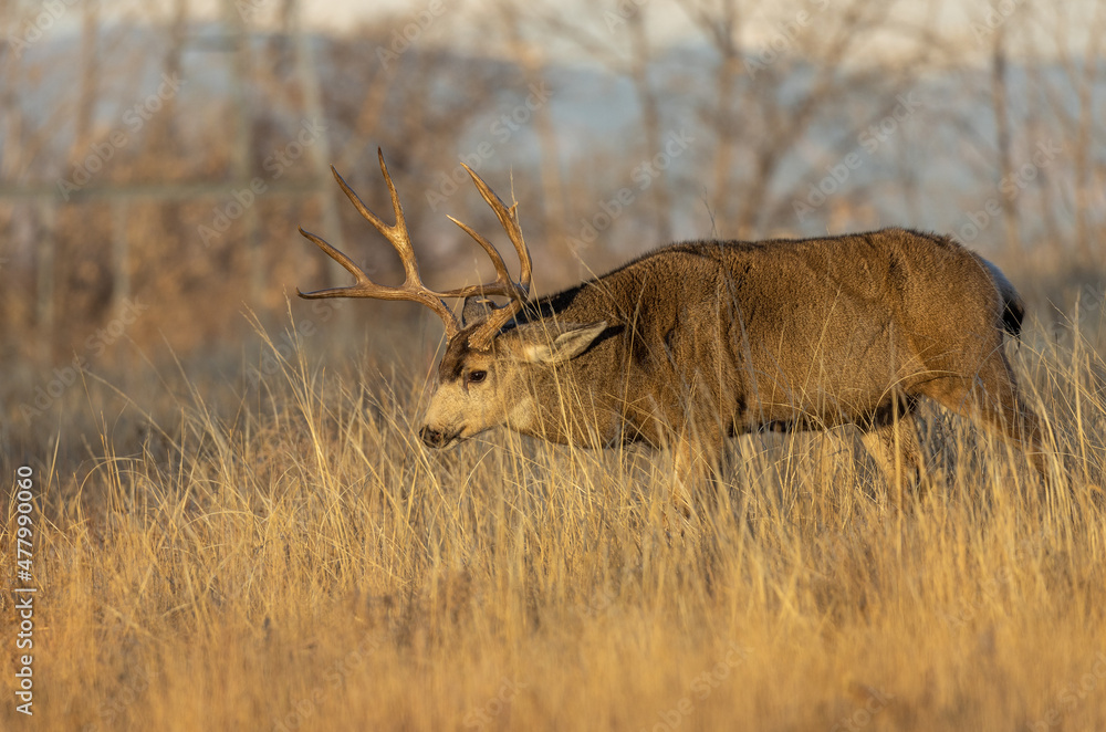 Naklejka premium Mule Deer Buck in the Rut in Colorado in Autumn