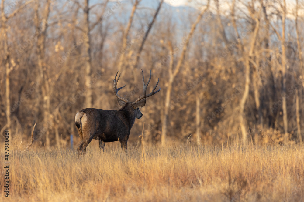 Mule Deer Buck in the Rut in Colorado in Autumn Mule Deer Buck in the Rut in Colorado in Autumn