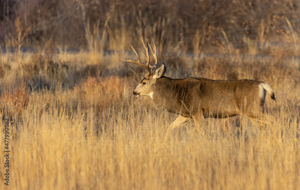 Obraz premium Mule Deer Buck in the Rut in Colorado in Autumn