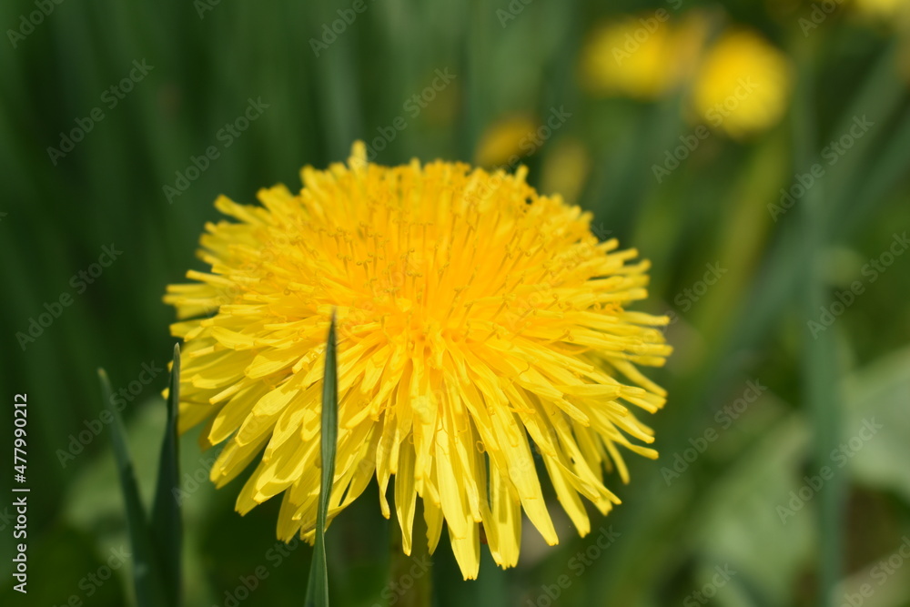 dandelion in the grass dandelion in the grass