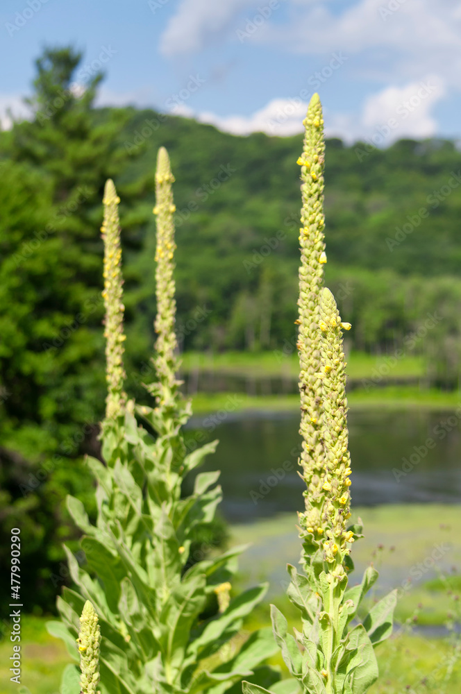 great mullein, verbascum thapsus blooming in connecticut great mullein, verbascum thapsus blooming in connecticut