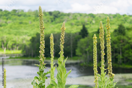 great mullein, verbascum thapsus blooming in connecticut photo