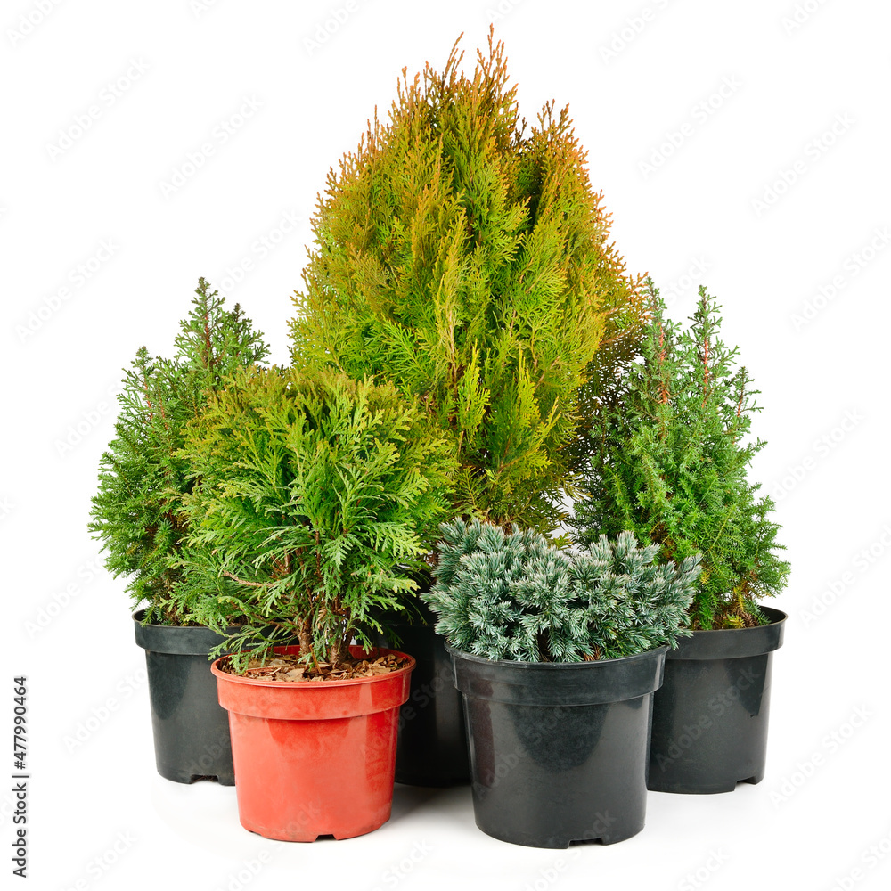 Juniper, cypress and thuja in flower pots isolated on white. Juniper, cypress and thuja in flower pots isolated on white.