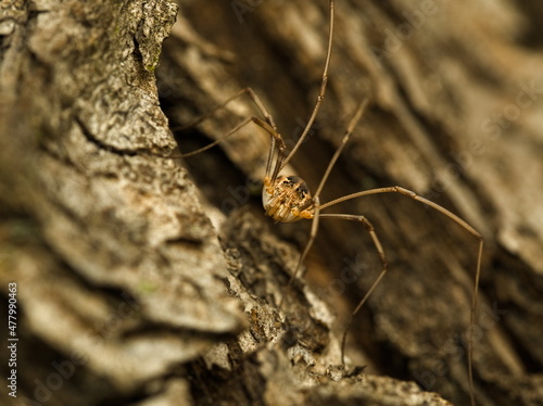 Spider (Phalangium opilio), close up of a spider, long legged spider on bark