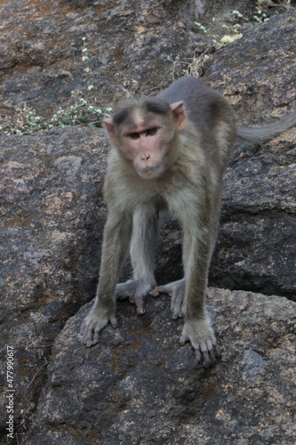 Monkey Business
