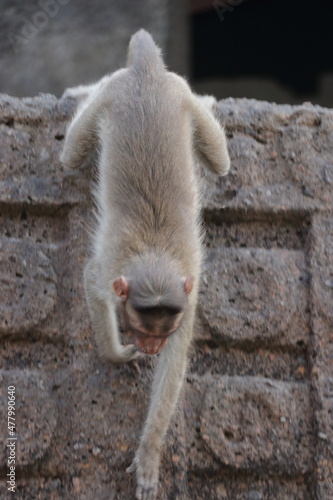 Monkey Business