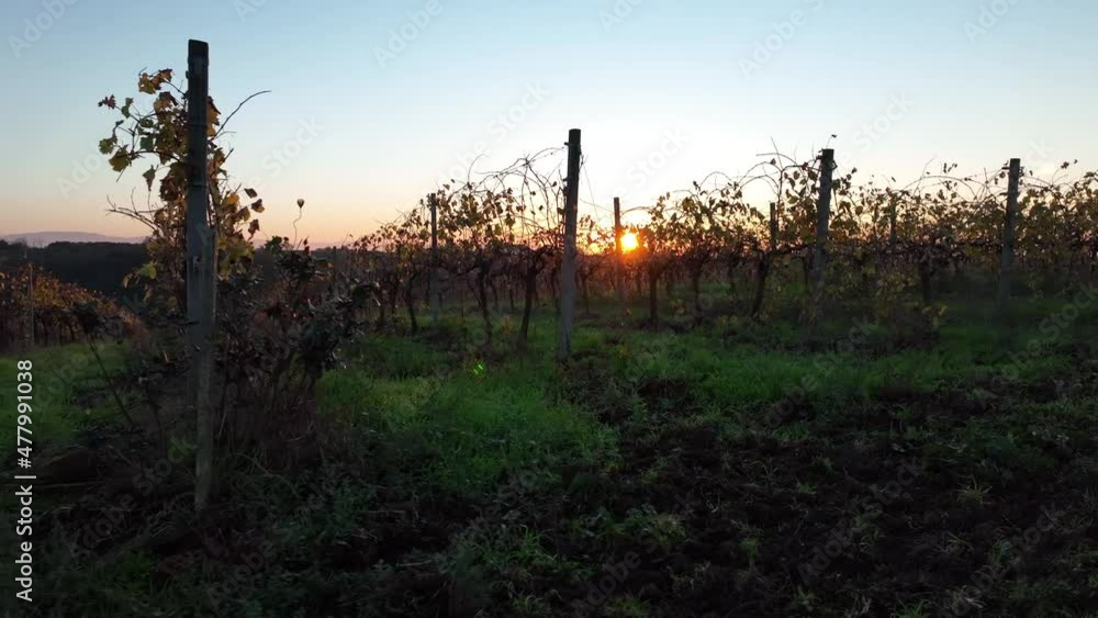 Vigneto collinare baciati dal sole.
Vista aerea dei filari delle piante di vite Vigneto collinare baciati dal sole.
Vista aerea dei filari delle piante di vite