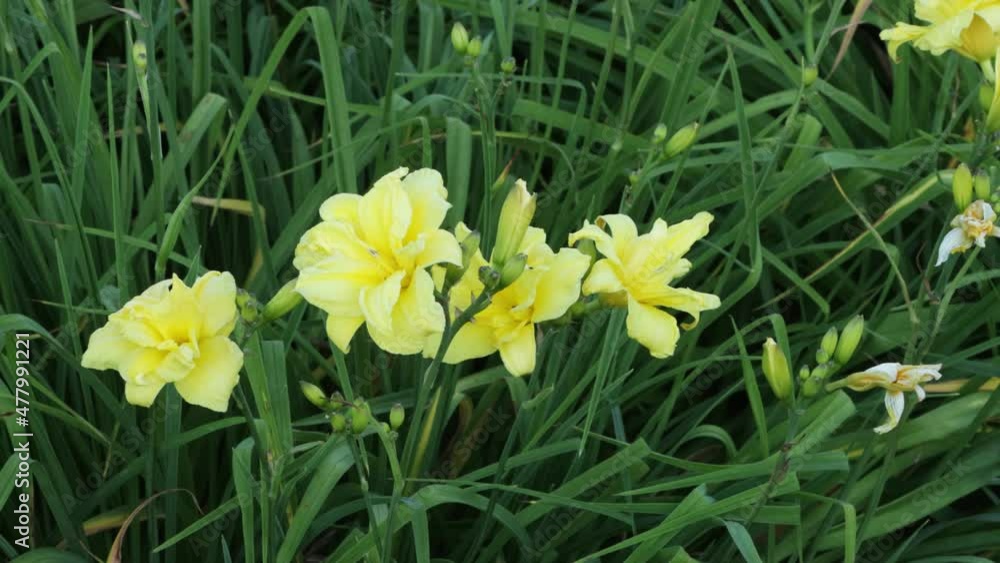 A beautiful light yellow Daylily, Hemerocallis on a windy evening in a lush garden in Estonian countryside, Europe. A beautiful light yellow Daylily, Hemerocallis on a windy evening in a lush garden in Estonian countryside, Europe.
