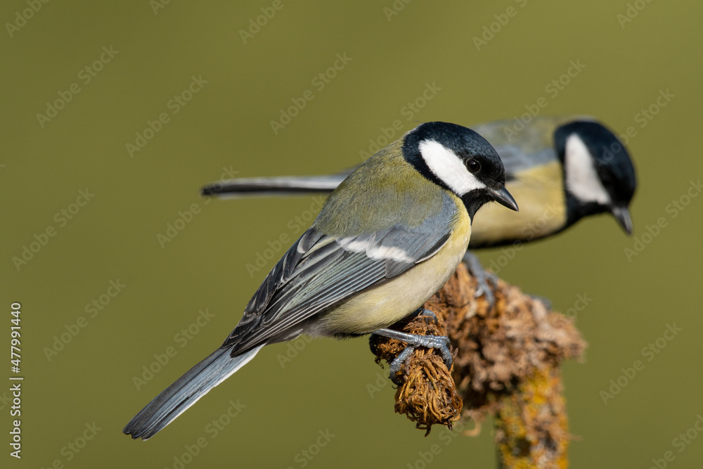 Fototapeta premium Two Great tit on a branch.