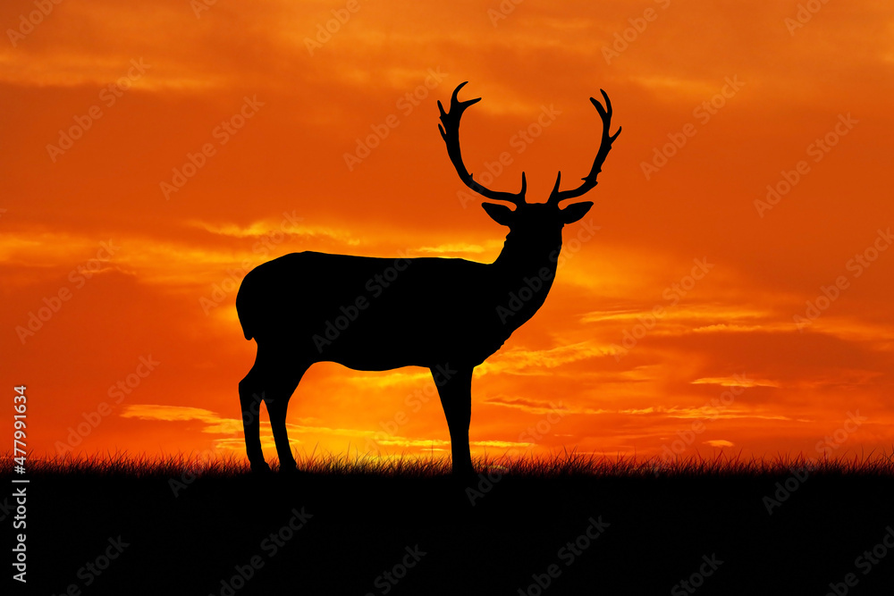 Silhouette of a standing deer on a sunset background
