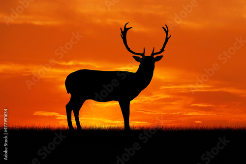 Silhouette of a standing deer on a sunset background
