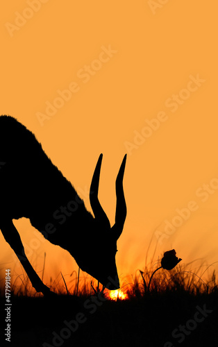 Canvas Print Silhouette of a wild antelope on a sunset background