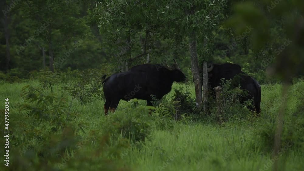 guar in the wild guar in the wild