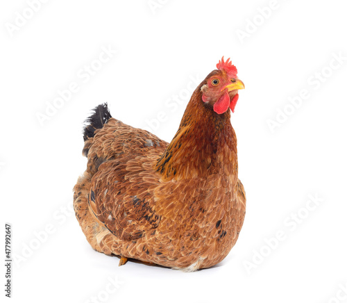 Small brown chicken.