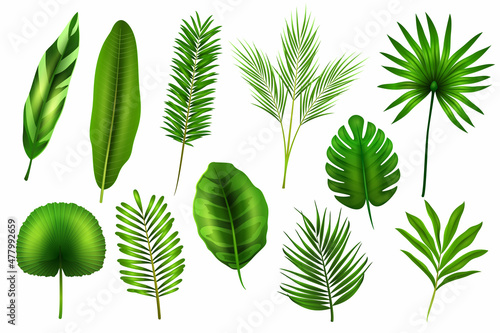 Set of tropical leaves, exotic plant branches