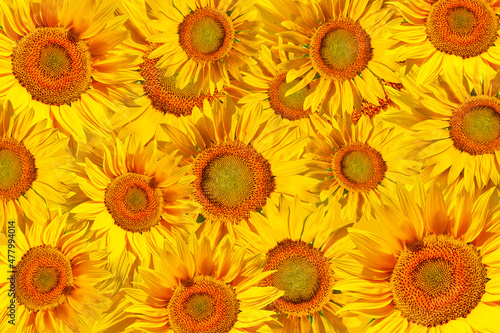 Joyful background of yellow flowers. Bright yellow sunflower flowers as a natural pattern. Background from sunflower flowers.