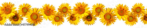 Seamless frieze from flowers of sunflower on a white background. Seamless border of yellow sunflowers isolated on white background.