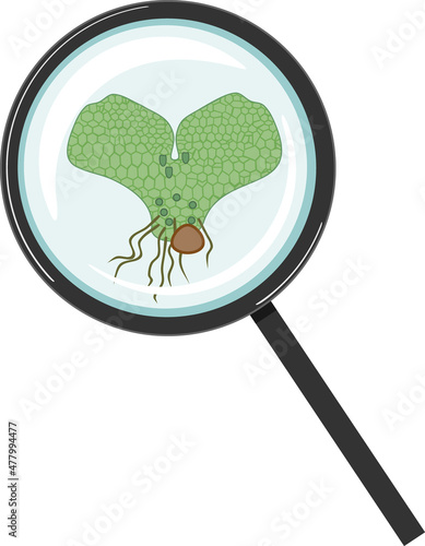 Young fern gametophyte (prothallus) under magnifying glass isolated on white background
