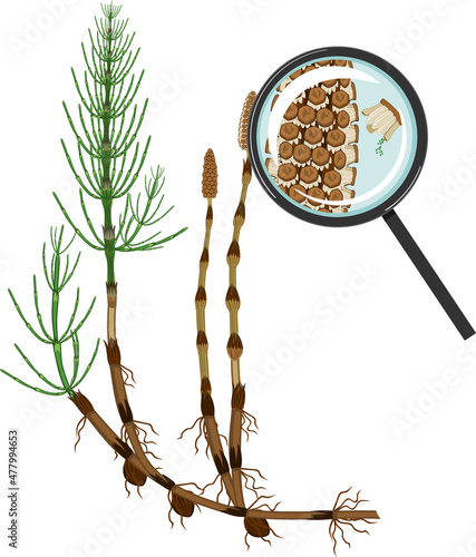 Equisetum arvense (horsetail) and Sporangiophore under magnifying glass isolated on white background photo