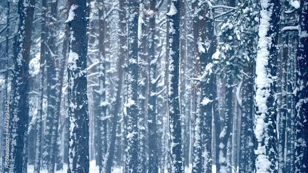 Snowfall forest background winter nature outdoor north sky Snowfall forest background winter nature outdoor north sky