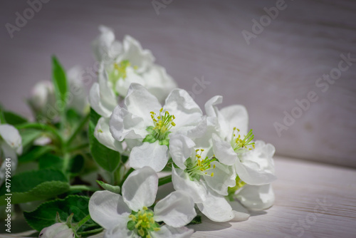 Fototapeta Naklejka Na Ścianę i Meble -  Apple tree flowers on a white table.