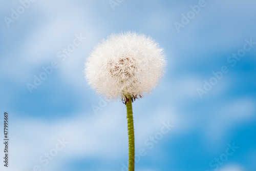 White dandelion on a blue sky background.