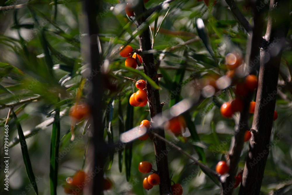 A small bush with rich yellow sea buckthorn berries.