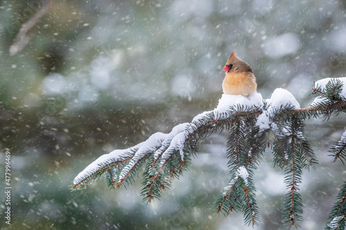 Female Northern Cardinal sitting on. snowy Evergreen branch during a snow storm in Wisconsin