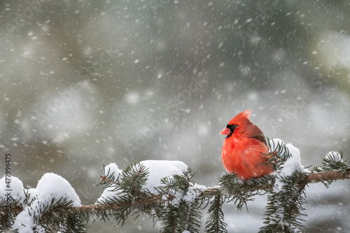 Male Northern Cardinal sitting on a snowy Evergreen branch in a snow storm