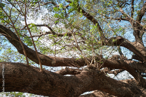tree in serengeti national park city