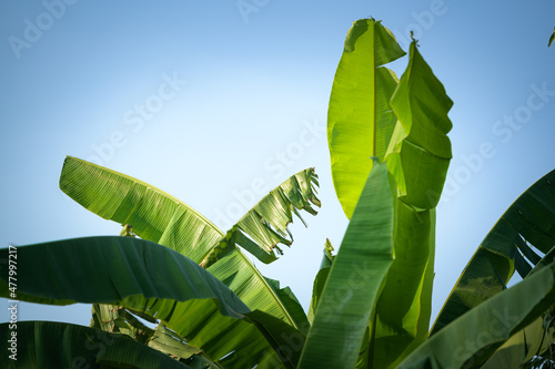 green banana leaves on blue sky background