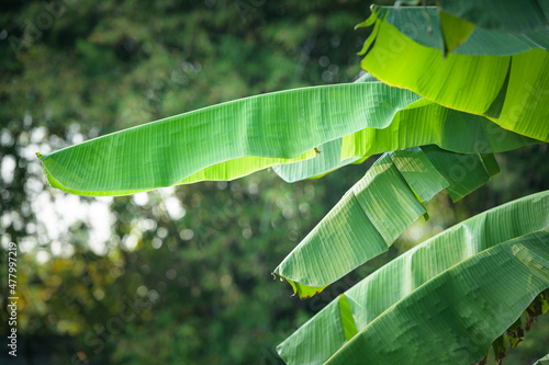 green banana leaves on nature background