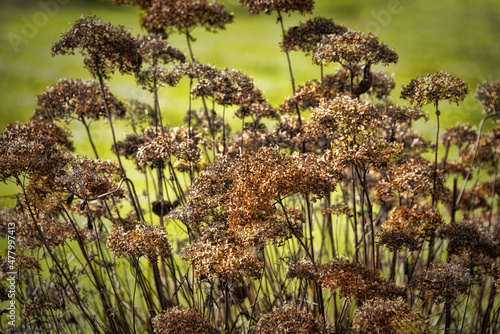 Natually Dried Brown Wildflowers photo